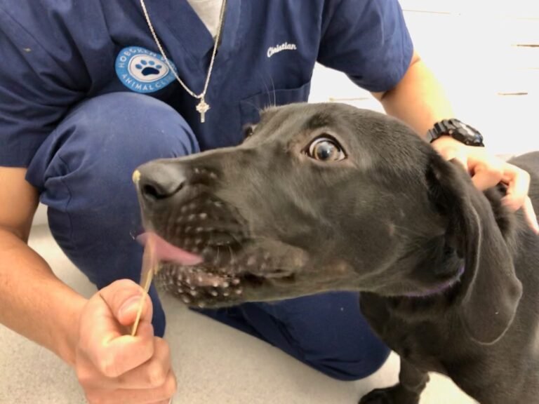 hoboken vets animal clinic 5 768x576