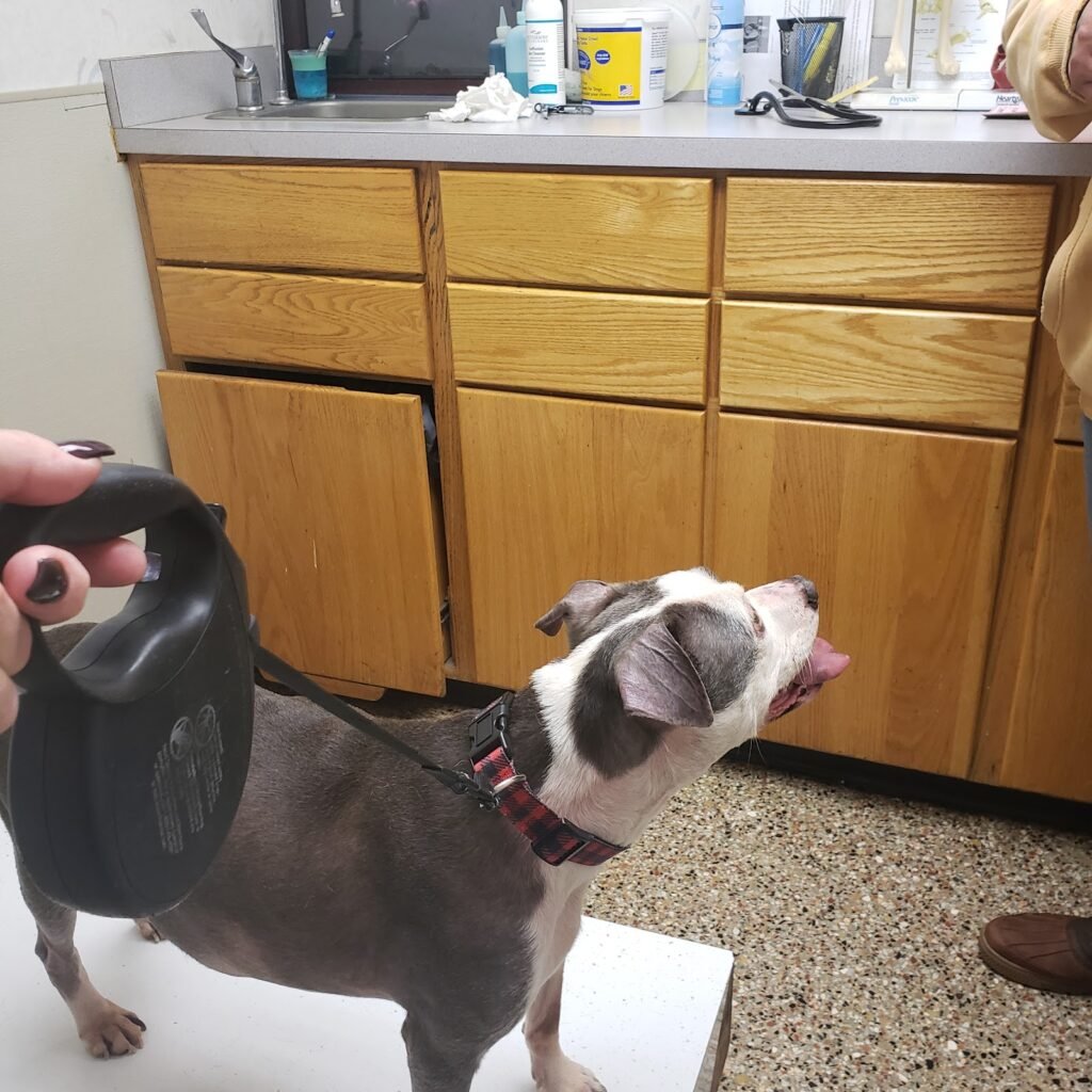 hopewell veterinary group 2 1024x1024