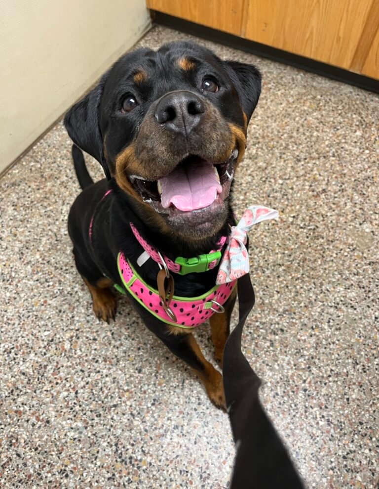 hopewell veterinary group 5 768x989