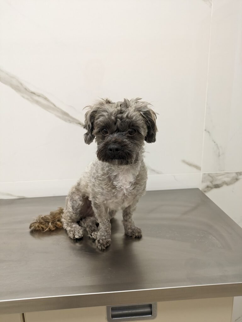 howell animal hospital 3 769x1024