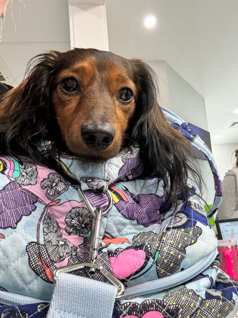 linwood pet hospital 3 768x1024