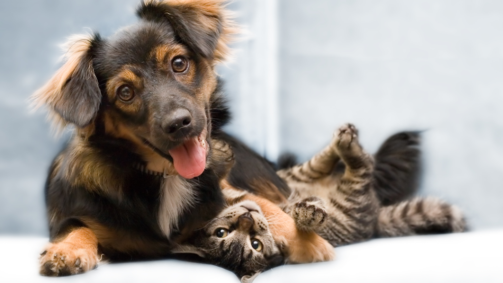 little falls animal hospital 2 1024x576