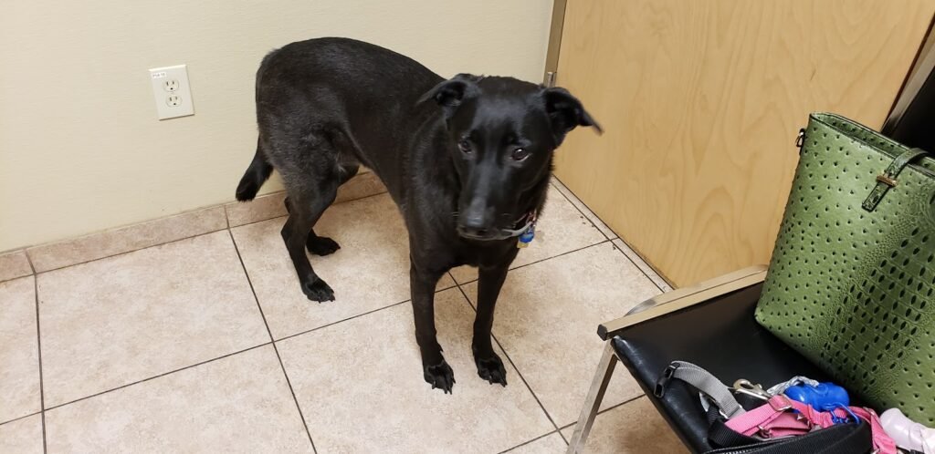 little falls animal hospital 4 1024x498