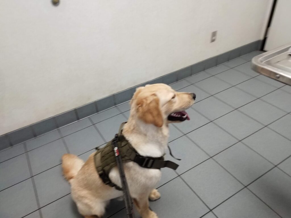 middletown animal hospital 5 1024x768