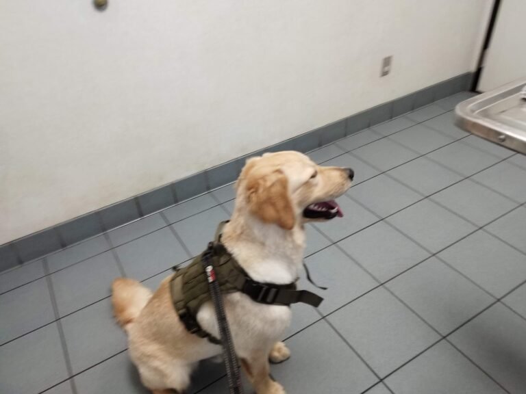 middletown animal hospital 5 768x576