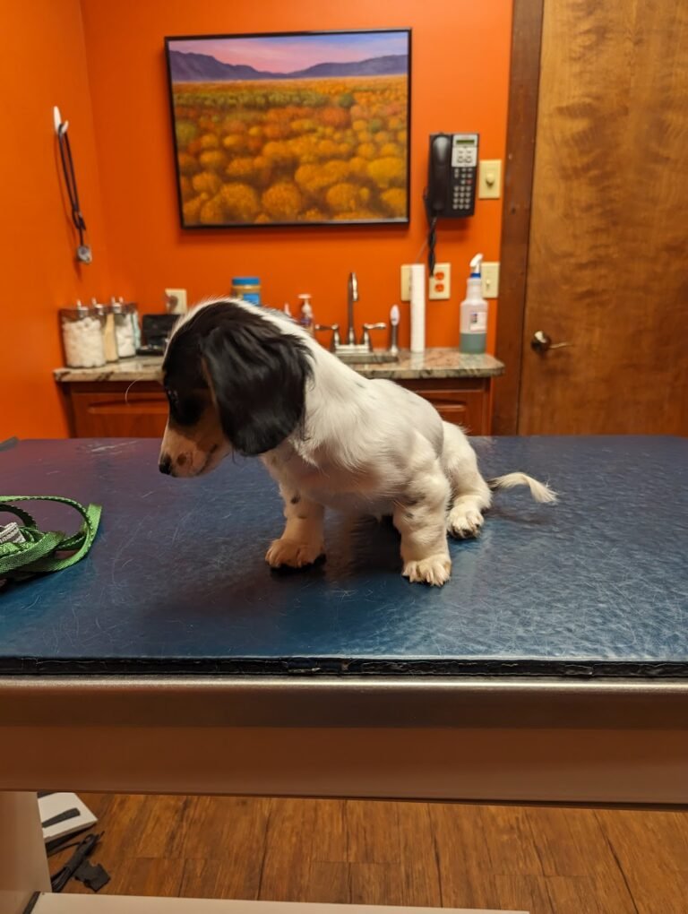 mt olive veterinary hospital 3 768x1020