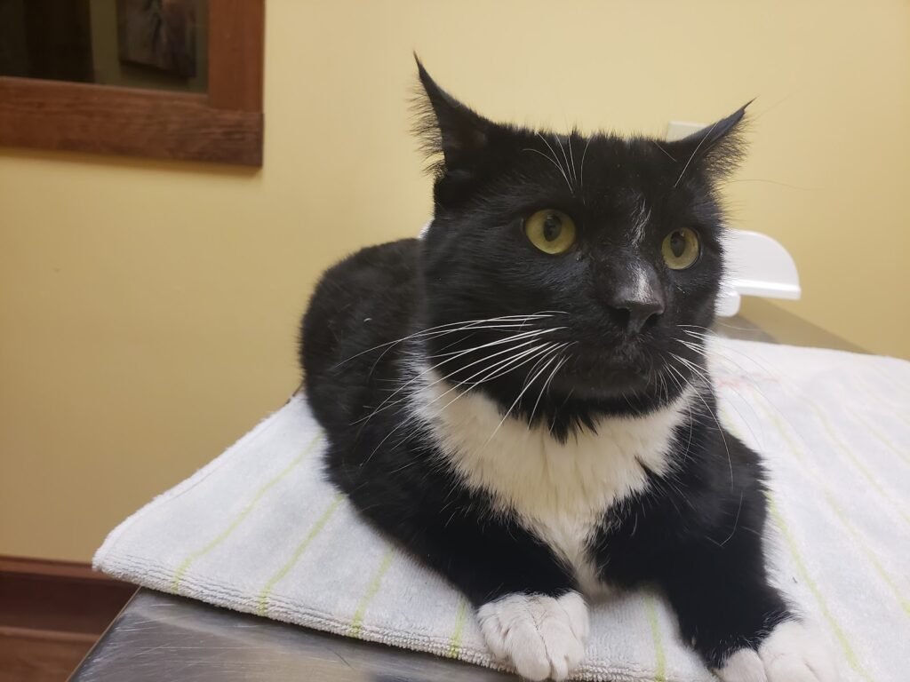 mt olive veterinary hospital 4 1024x768