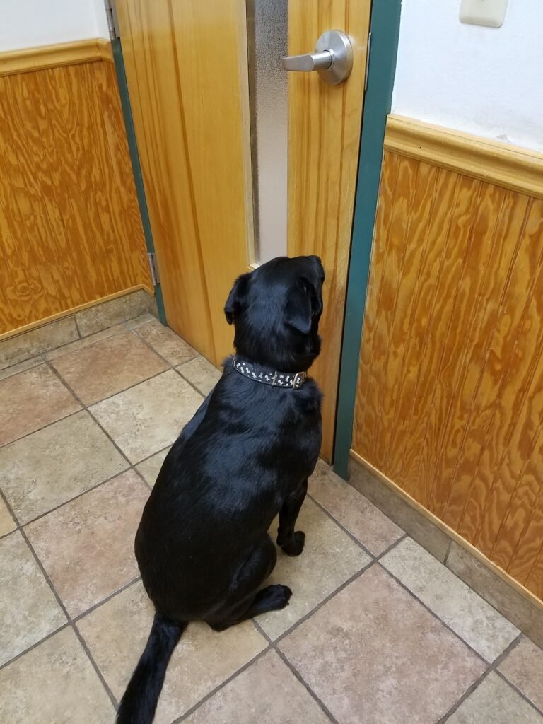murry hill veterinary 3 768x1024