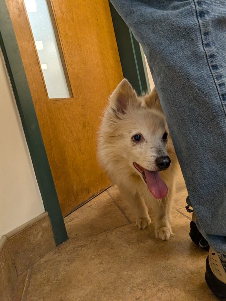murry hill veterinary 4 768x1024