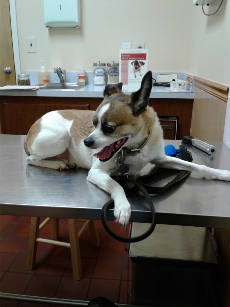 north jersey animal hospital 3 768x1024