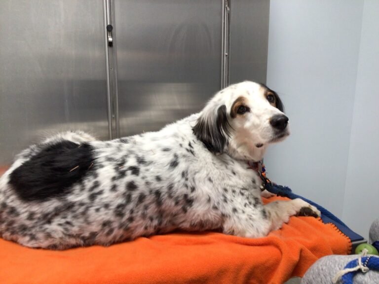 park ridge animal hospital 5 768x576