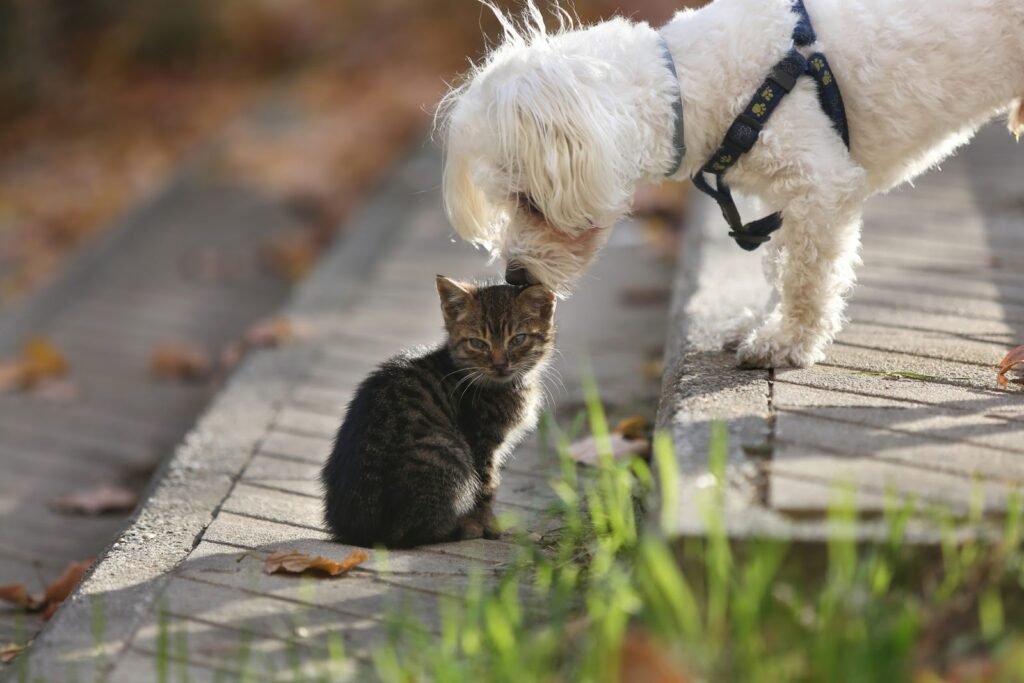 park view veterinary hospital 2 1024x683