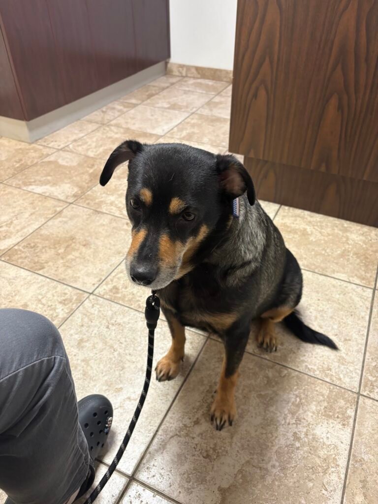 pompton lakes animal hospital 4 768x1024