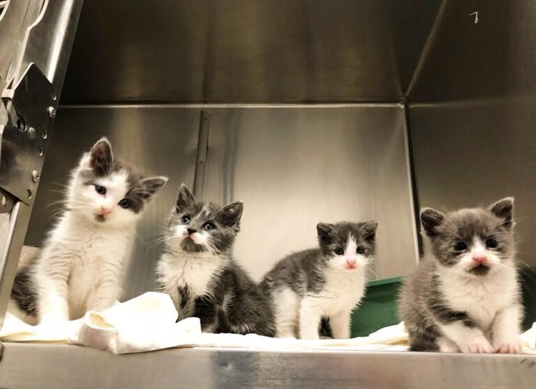 pompton lakes animal hospital 5 768x558