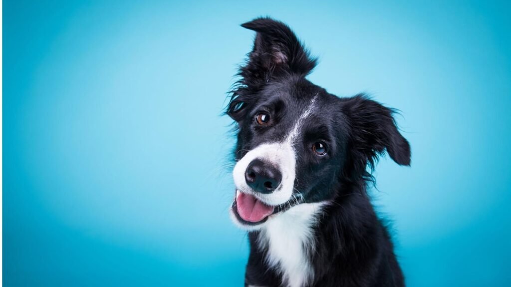 ridgewood veterinary hospital 2 1024x575