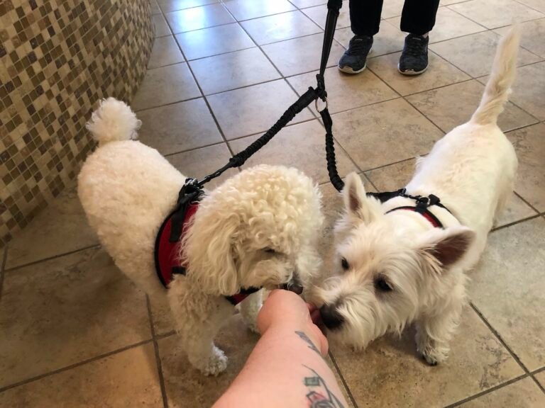 ridgewood veterinary hospital 3 768x576