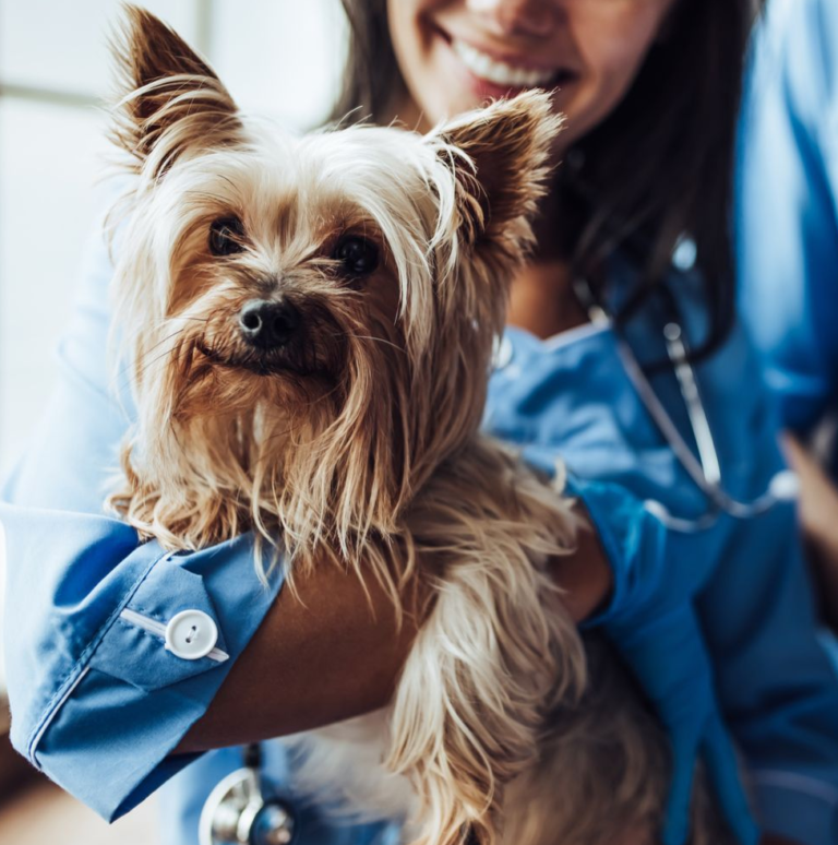 ridgewood veterinary hospital 4 768x774