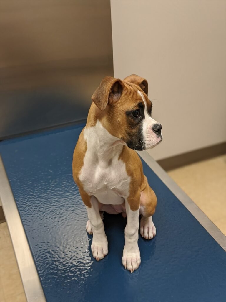 route 516 animal hospital 5 768x1024