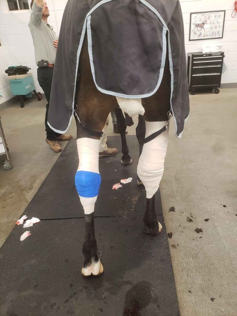 running s equine veterinary services 4 768x1024