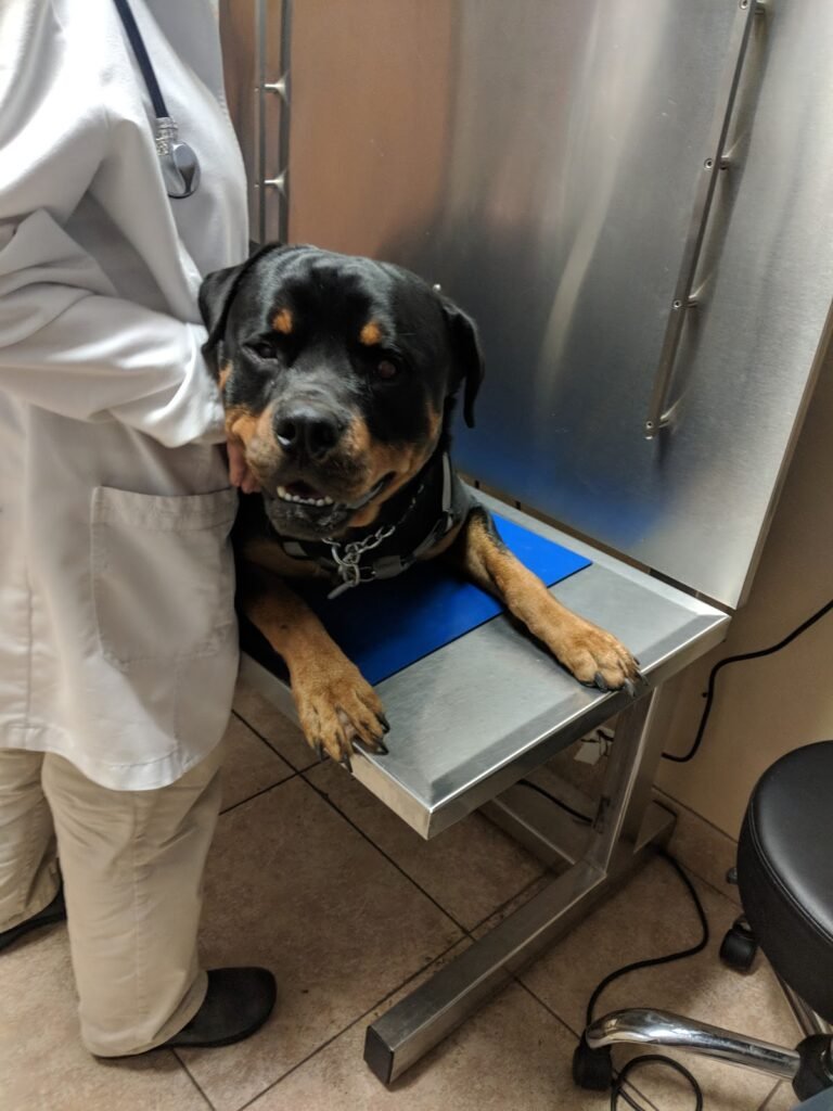 rutherford animal hospital 3 768x1024