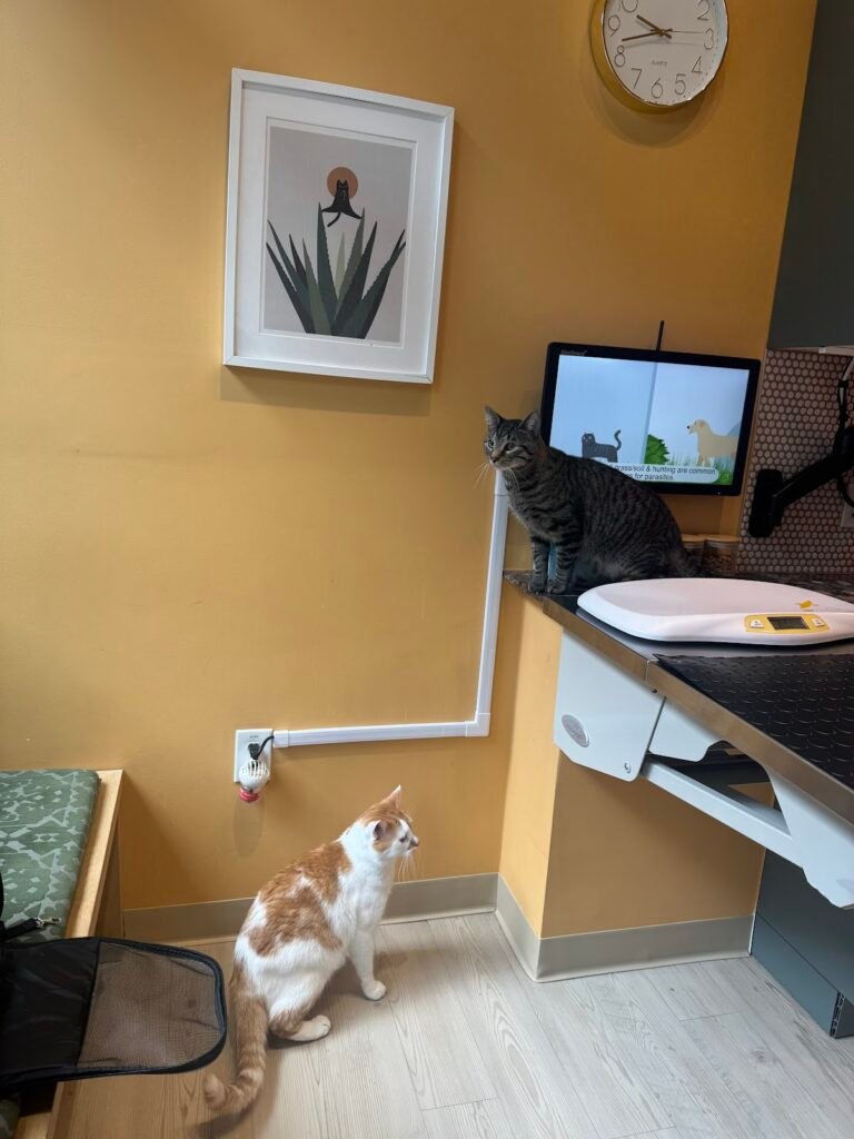 sage veterinary center 5 768x1024