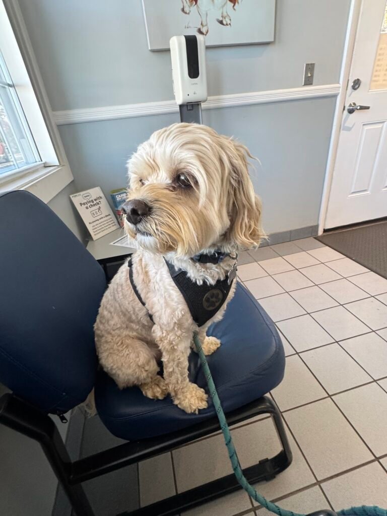 somerset veterinary group 5 768x1024