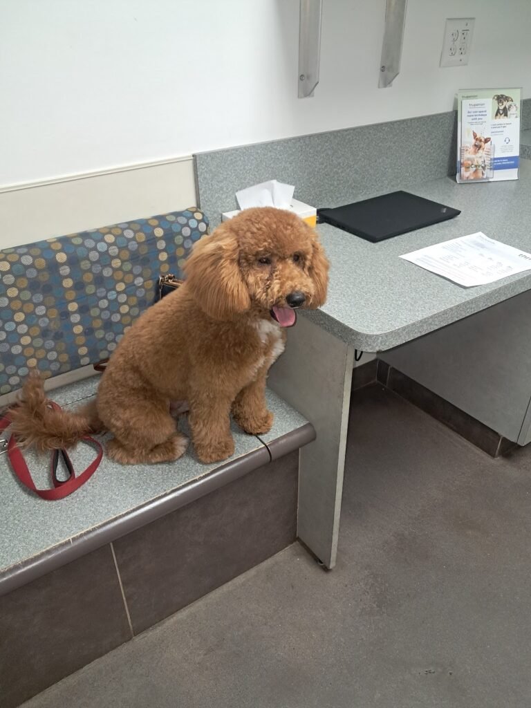 thrive pet healthcare urgent care 5 768x1024
