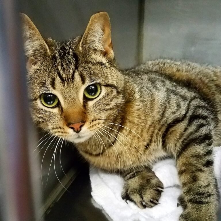 totowa animal hospital 3 768x768
