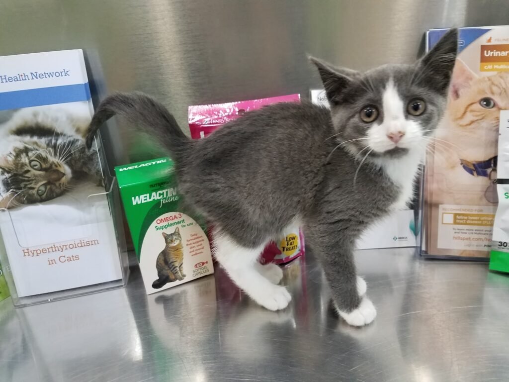 totowa animal hospital 5 1024x768