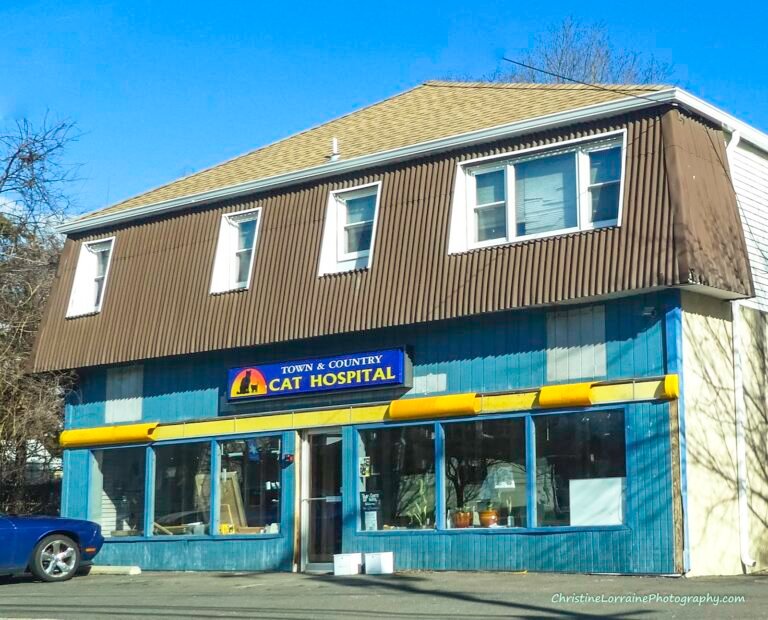 town country veterinary cat hospital 3 768x620