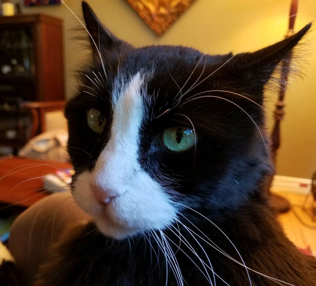 town country veterinary cat hospital 5 1024x926