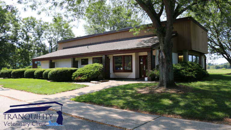 tranquility veterinary clinic 2 768x432