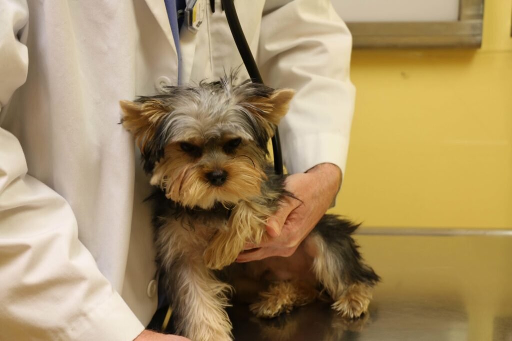tranquility veterinary clinic 3 1024x683