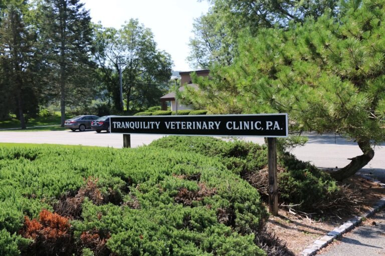 tranquility veterinary clinic 4 768x512
