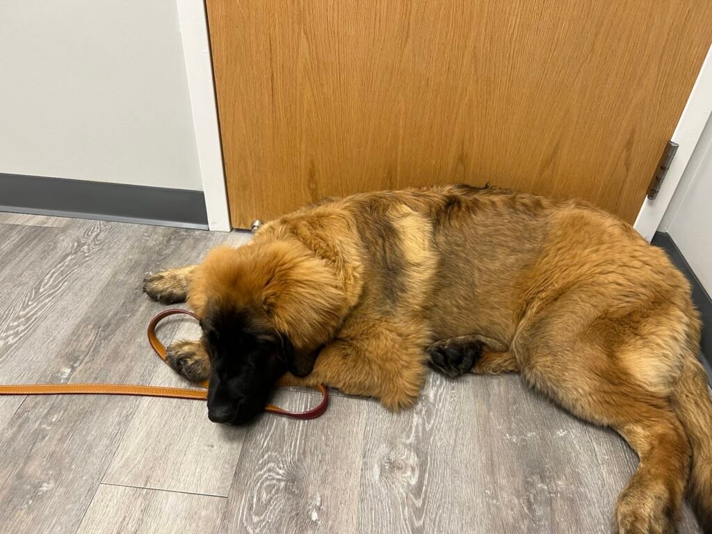 tri county animal hospital 4 1024x768