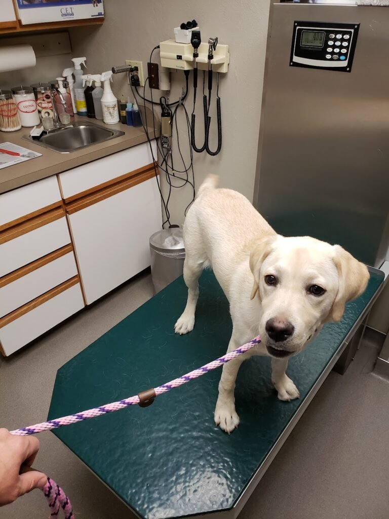 warren animal hospital 3 768x1024