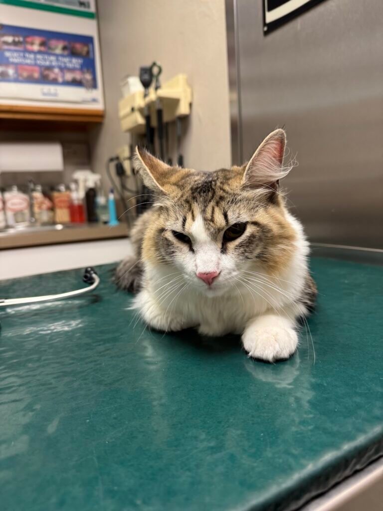 warren animal hospital 4 768x1024