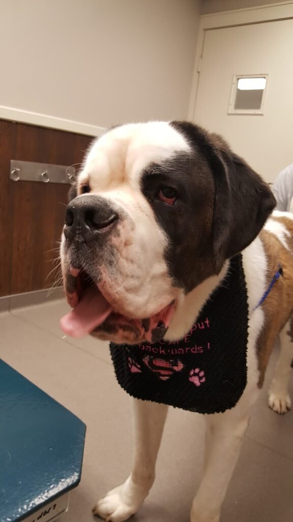 warren animal hospital 5 576x1024