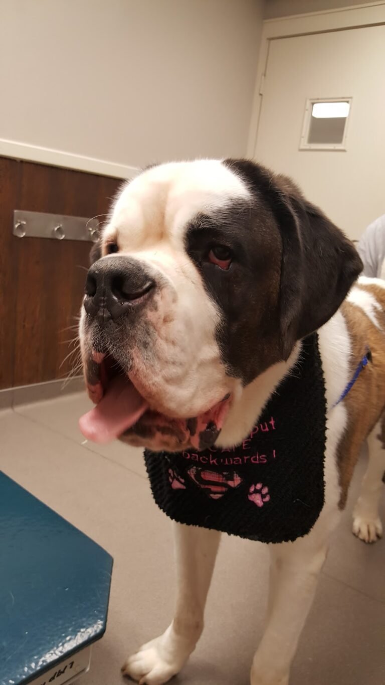warren animal hospital 5 768x1365