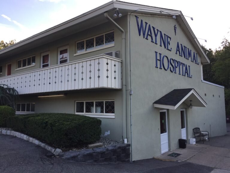 wayne animal hosptial 3 768x576