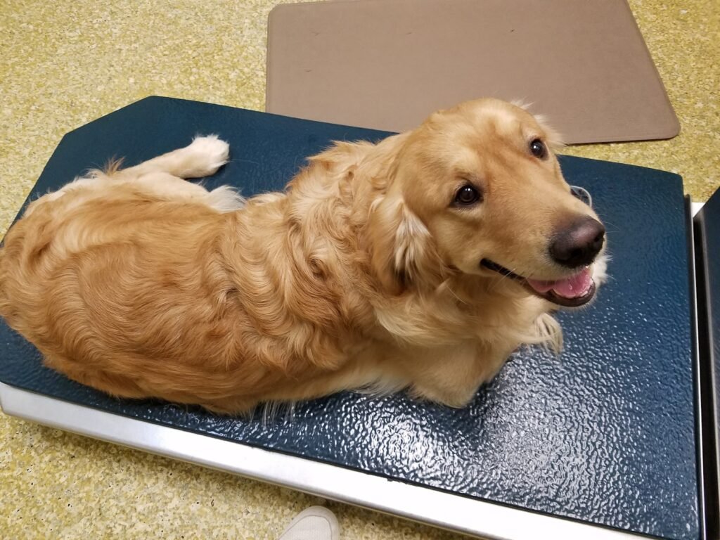wayne animal hosptial 4 1024x768