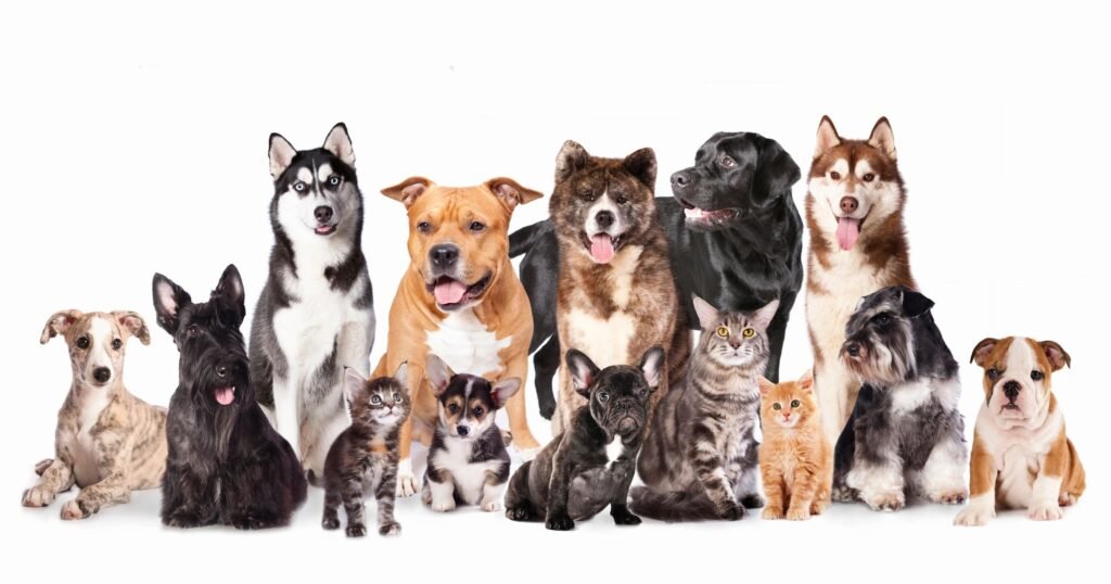 wayne valley animal hospital 1 1024x538