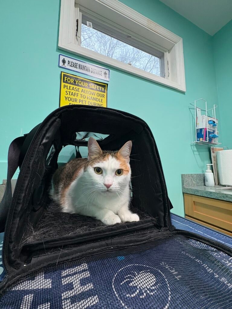 well pet animal hospital 2 768x1024