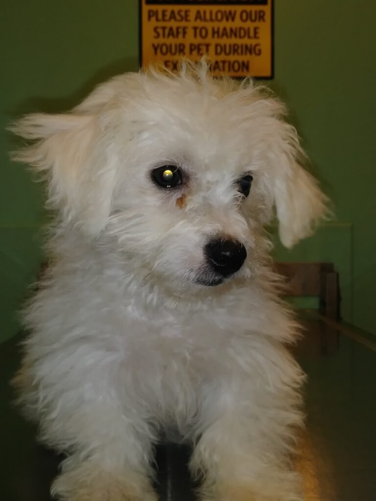 well pet animal hospital 5 768x1024