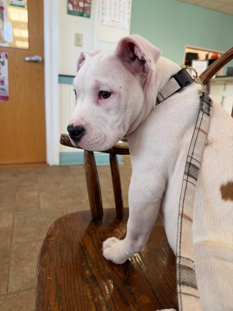 west trenton animal hospital 4 768x1024