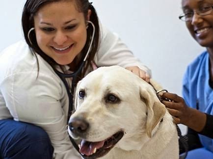 west trenton animal hospital 5