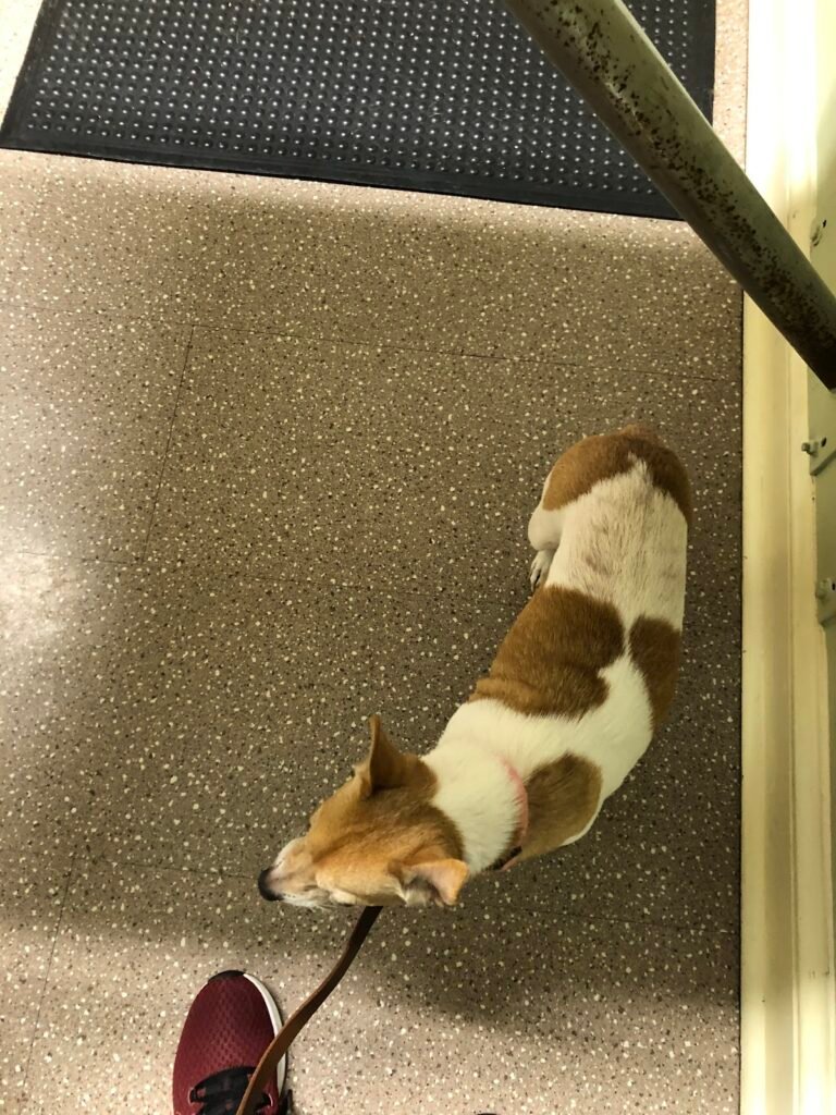 wilwynn animal hospital 3 768x1024