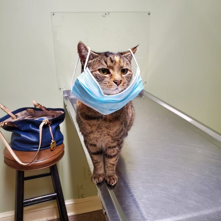 wilwynn animal hospital 5 768x768