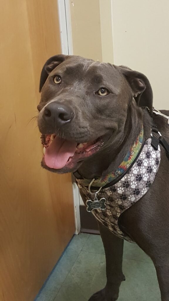 woodbridge veterinary group 3 576x1024