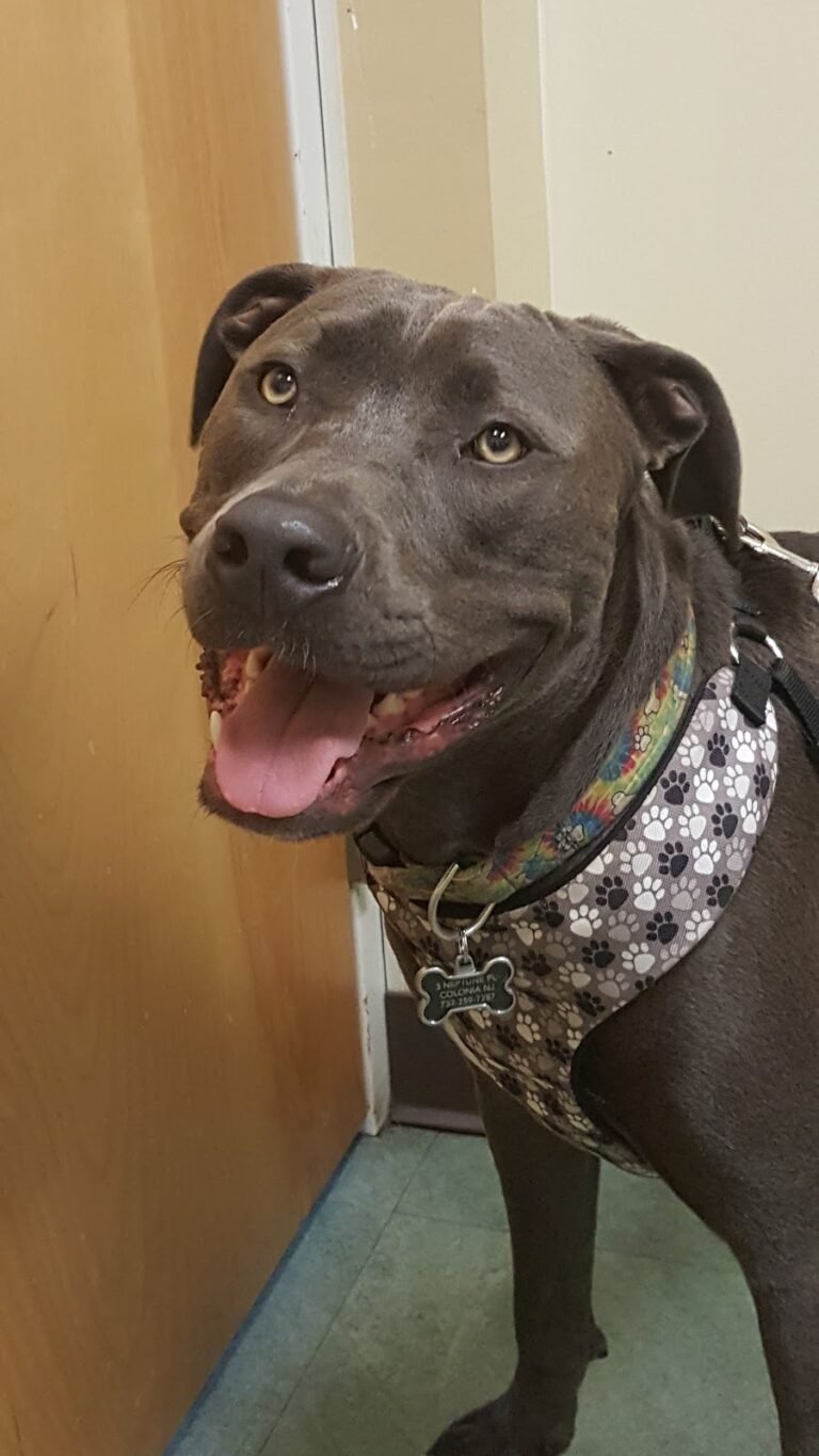 woodbridge veterinary group 3 768x1365
